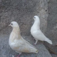 کفتر سفید درجایی