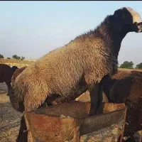 صلاخی  گوسفند در محل شما