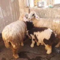 میش بره بز|حیوانات مزرعه|مسجد سلیمان, |دیوار