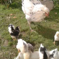 مرغ گلین و جوجه