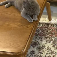 گربه اسکاتیش نر|گربه|یزد, |دیوار