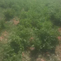 فروش-فوری-زمین-باغی-درشورین