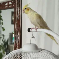 عروس هلندی|پرنده|نیشابور, شهرک بهارستان|دیوار