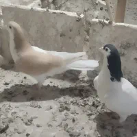 جفتگاه به شرط