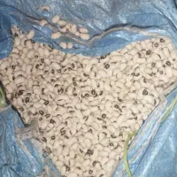 لوبیا عربی دانه بزرگ زودرس تناژ بالا|عمدهفروشی|حمیدیه, |دیوار