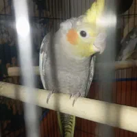 جوجه ۳ماه عروس هلندی