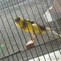 قناری رسمی بلند|پرنده|تهران, شهرک شریعتی|دیوار