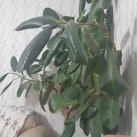 گل زیبا|گل مصنوعی|کلاترزان, |دیوار