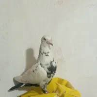 کفتر|پرنده|بیرجند, |دیوار