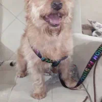 واگذاری رایگان