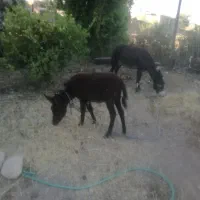 فروش الاغ