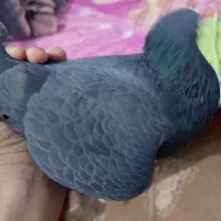 کبوتر|پرنده|خمیر, |دیوار