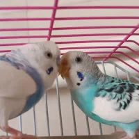 مرغ عشق|پرنده|سنندج, |دیوار