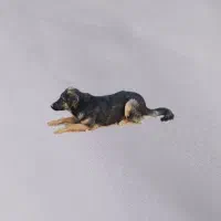 ژرمن شولاین|سگ|زاهدان, |دیوار