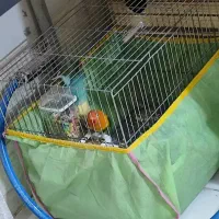 جفت برزیلی یووینگ گلد و پاربلو|پرنده|فردیس, شهرک شهید حسینی|دیوار