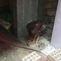 جوجه یا خروس لاری|حیوانات مزرعه|کلاله, |دیوار