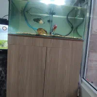 آکواریوم ریملس با تمام لوازم