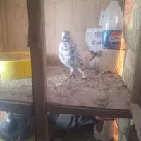 کفتر|پرنده|آباده, |دیوار