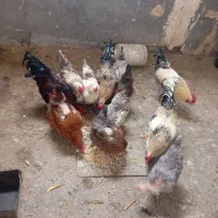 خروس مرغ  محلی ۸ماه