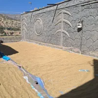 فروش برنج چمپا