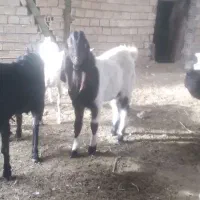 بز اصل پاکستانی پیتری سانن آلپاین