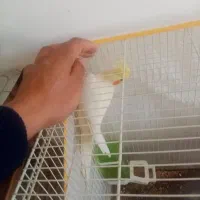 عروس هلندی کاملا دستی