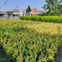 شمشاد طلایی سطل ۳ونایلکسی|گل و گیاه طبیعی|قائم‌شهر, |دیوار