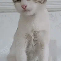 گربه واگذاری رایگان