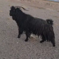 فروش دوبر کوردی