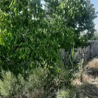 ۵۰۰ متر باغچه چهاردیوار،درخت در شهریار
