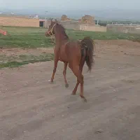 کره اسب ماده