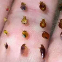 سمپاشی ساس صددرصد ریشه کنی فقط با یکبار|خدمات نظافت|تهران, پرستار|دیوار