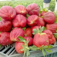 نهال توت فرنگی کاماروس