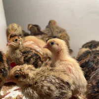 جوجه بلدرچین ده روزه