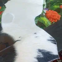 پانزده عدد پوست کاو