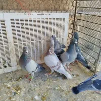 پلاکی|پرنده|کنگاور, |دیوار