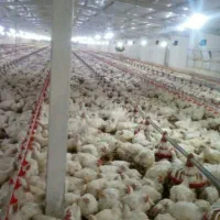 مرغداری ۲۳هزاری|فروش دفتر صنعتی، کشاورزی، تجاری|ششتمد, |دیوار