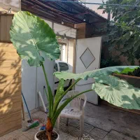 گل باب دم اصلی|گل و گیاه طبیعی|رشت, حافظ آباد|دیوار