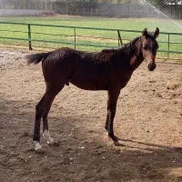 فروشی فوری|اسب و تجهیزات اسب‌سواری|هشتگرد, تهران دشت|دیوار