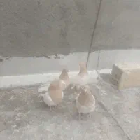 کبوتر|پرنده|میانه, |دیوار