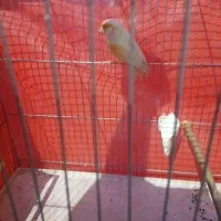 قناری نر و ماده موزائیکی