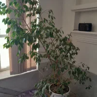 گل شفلرا و بنجامین