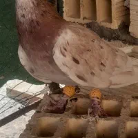 کبوتر رنگی دمسفید یکت سفید