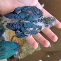 گرینچیک تراکوییس یلوساید سرلاکی و نرمه خور