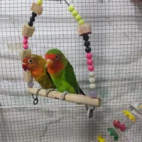 عروس هلندی وطوطی برزیلی