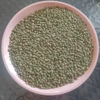 عدس تازه اعلا