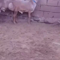 بره قوچ چینی|حیوانات مزرعه|شهرآباد, |دیوار