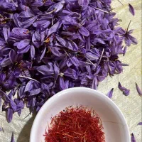 بهترین زعفران مشهد با عیار بالا|خدمات پذیرایی، مراسم|میان ولایت, |دیوار