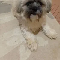 سگ اصیل|سگ|بندر انزلی, بی بی حوریه|دیوار