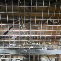 فروش‌۱۳عدد‌فنچ.یکجا